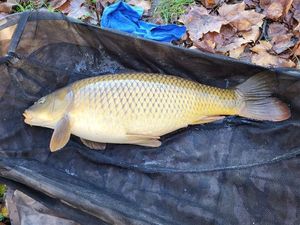Common Carp