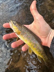 Brown Trout
