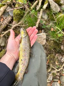 Brown Trout