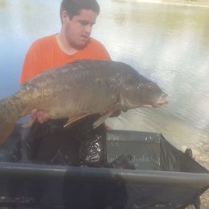 Leather Carp
