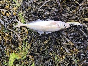 Atlantic Horse Mackerel