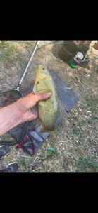 Tench