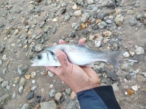 European Bass (Seabass)