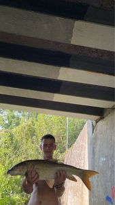 Barbel