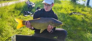 Common Carp