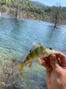 European Perch