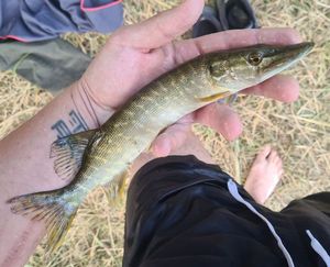 Northern Pike