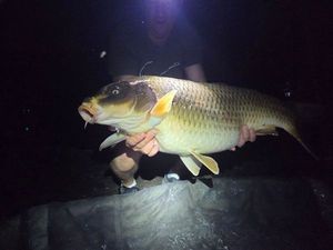 Koï Fish