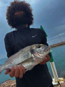 Gilthead Seabream