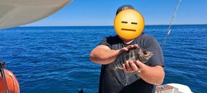 Black Seabream