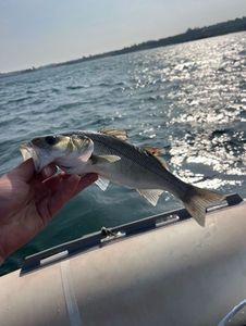 European Bass (Seabass)