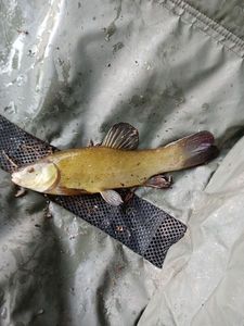 Tench