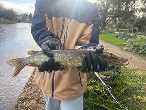 Northern Pike