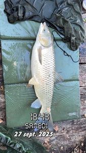 Silver Carp