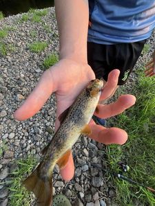 Brown Trout