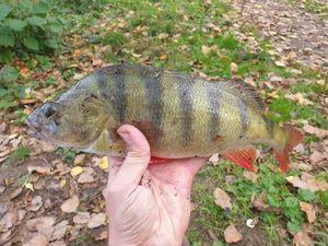 European Perch