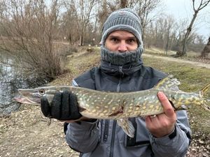 Northern Pike