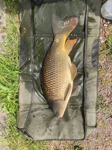 Common Carp