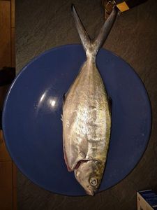 Pompano