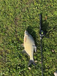 Common Bream
