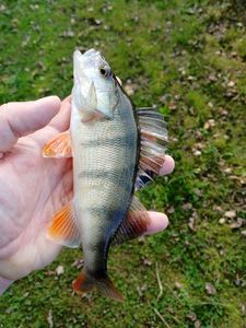 European Perch