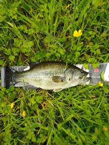 Largemouth Bass