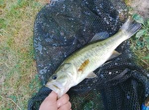 Largemouth Bass