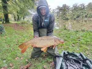 Common Carp