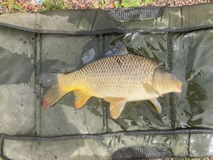 Common Carp