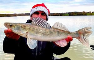 Zander