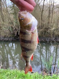 European Perch