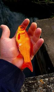 Goldfish