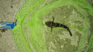 Giant Goby