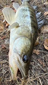Zander