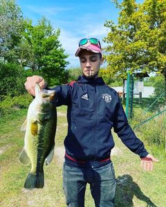 Largemouth Bass