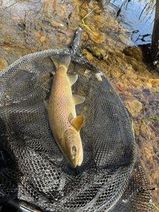 Brown Trout