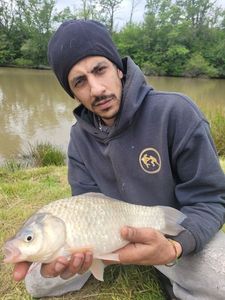 Crucian Carp