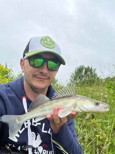Zander