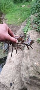 White-Clawed Crayfish