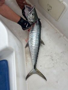 Narrowbarred Mackerel