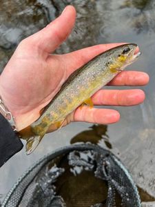Brown Trout