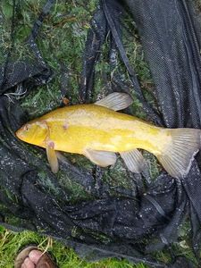 Tench