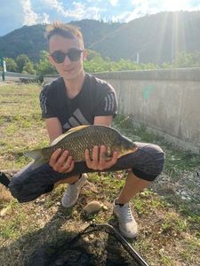 Crucian Carp