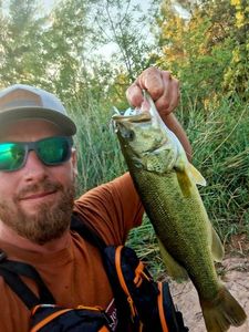 Largemouth Bass