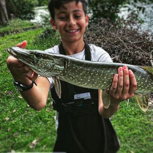 Northern Pike