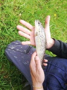Brown Trout