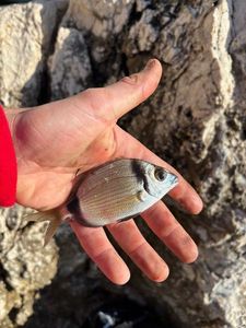 Common Two-Banded Seabream