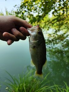 Largemouth Bass