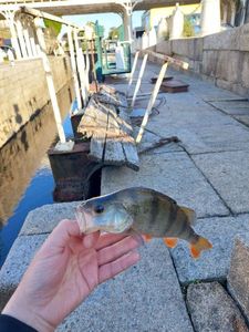 European Perch