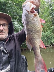 European Perch